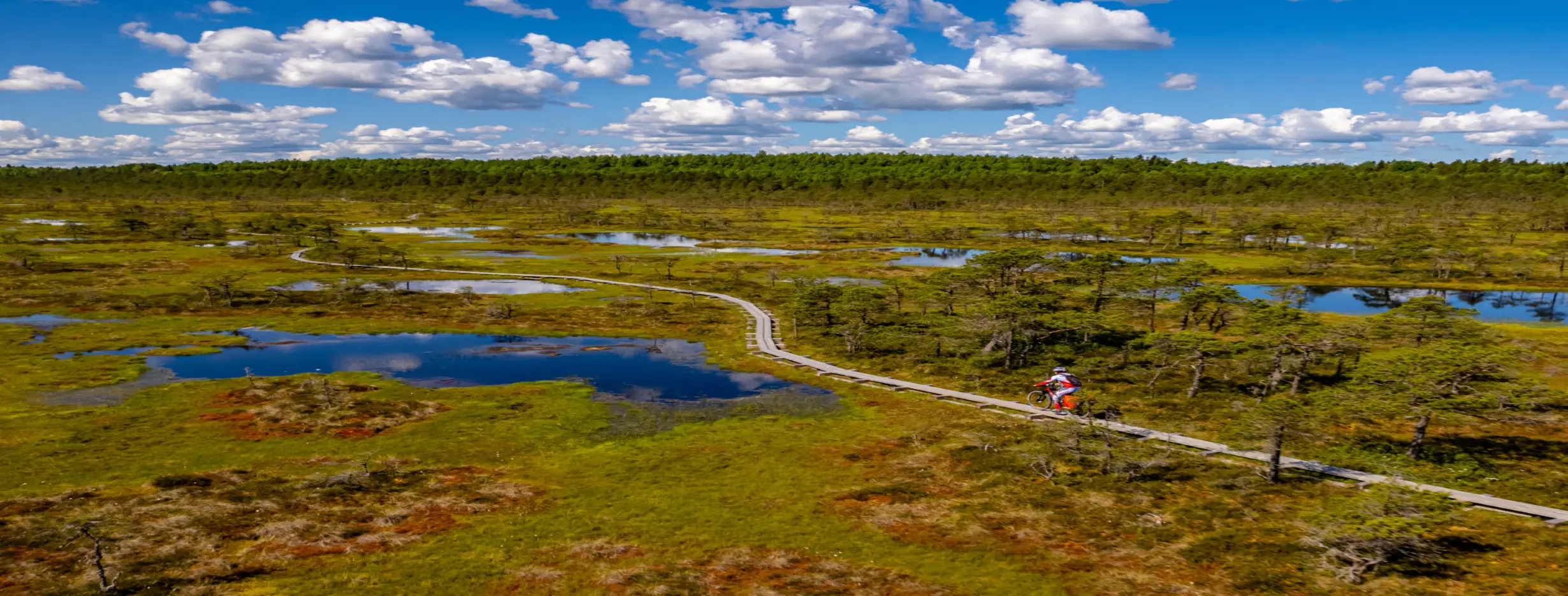 Image for Bog Hiking